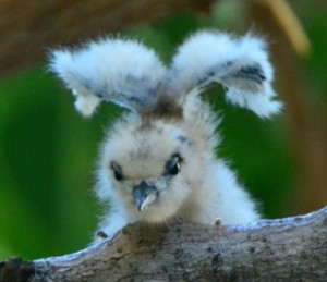 Fledgling manu o ku