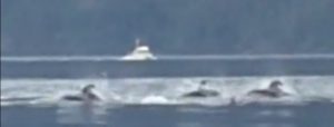 Lags in Johnstone Strait (screen grab from a video Thomas posted to Facebook)